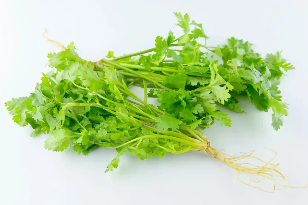 Cilantro Green Leafy Herb Fresh