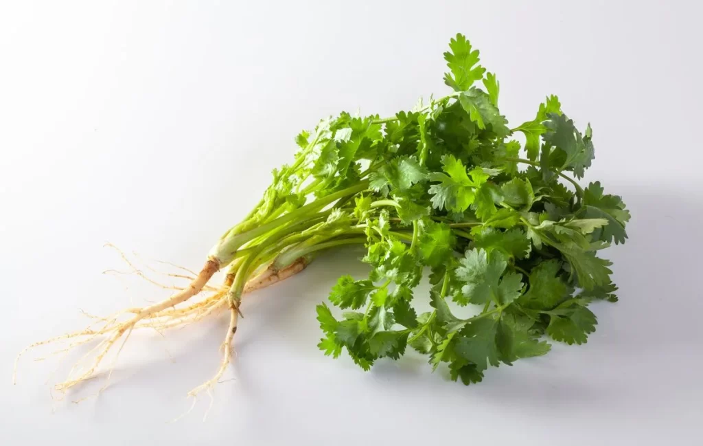 Cilantro Green Leafy Herb Fresh