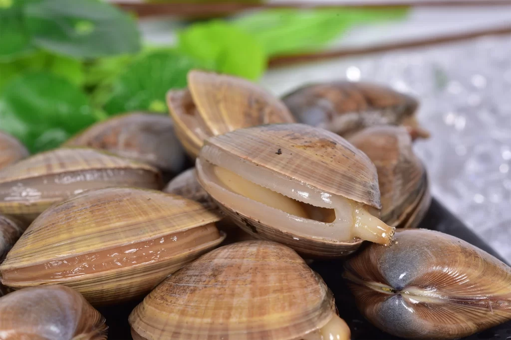 Clams Fresh Brown Shell