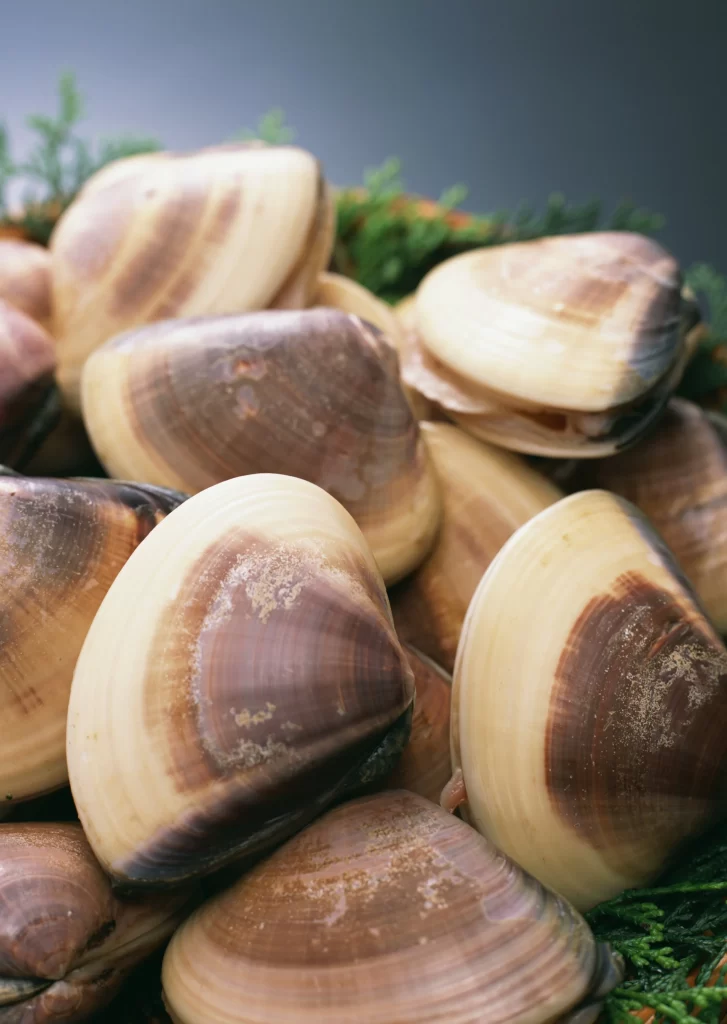 Clams Fresh Brown Shell Green Herbs