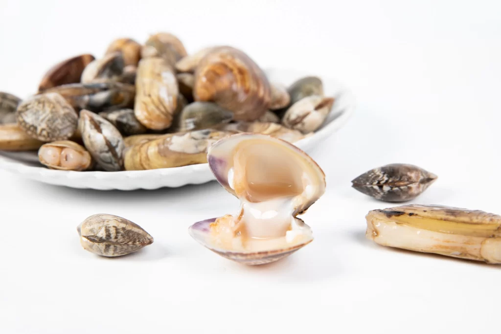 Clams Open Shell Brownish-orange White Background