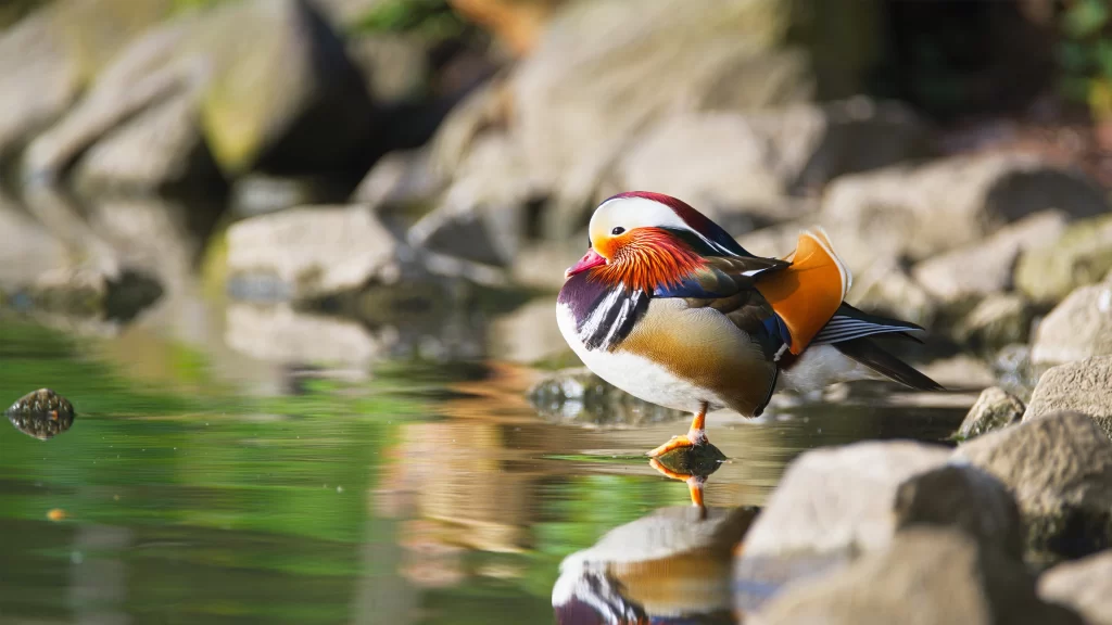 Colorful Bird Water Reflection Rocks Nature