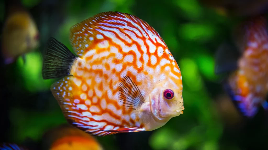 Colorful Discus Fish Aquarium Green Plants