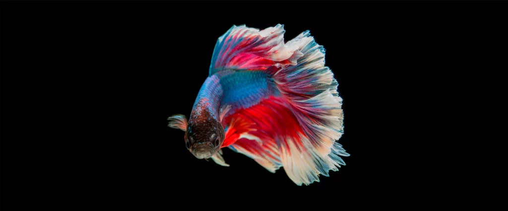 Colorful Fish Vibrant Aquatic Dynamic Underwater Nature