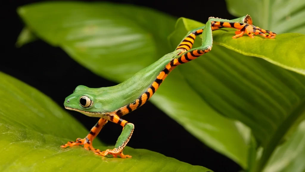 Colorful Frog Green Leaves Nature Jungle