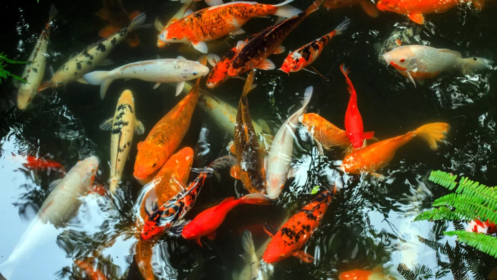 Colorful Koi Fish Pond Nature Water Reflection