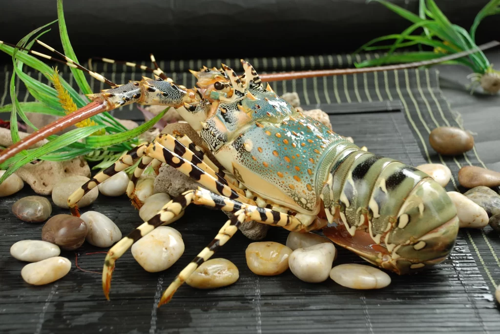 Colorful Lobster Patterned Shell Stones