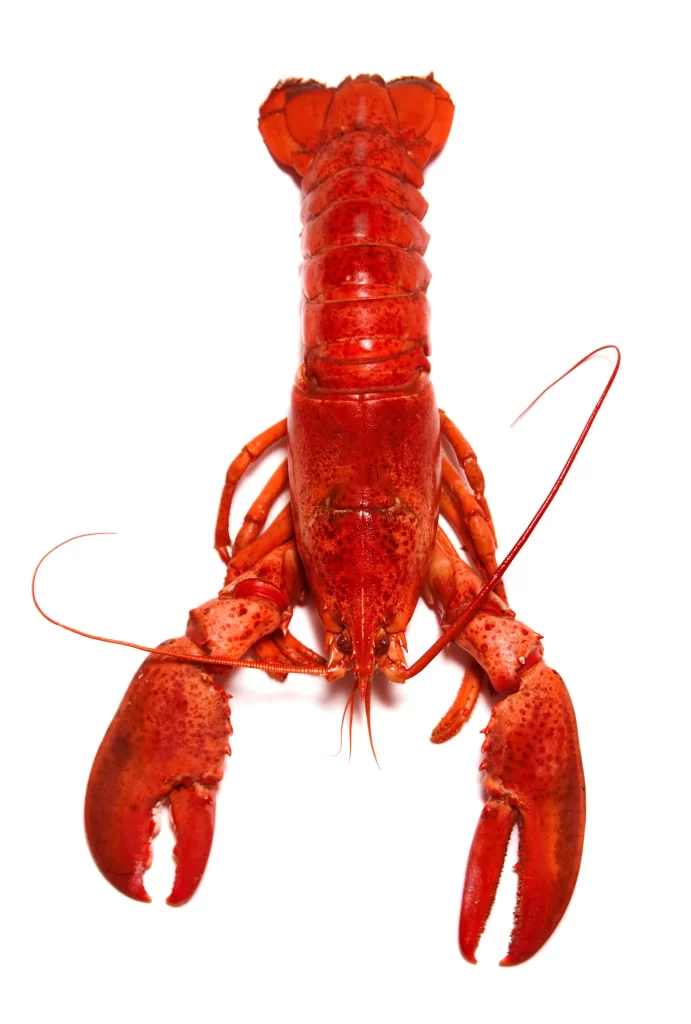 Cooked Lobster Red Shell White Background