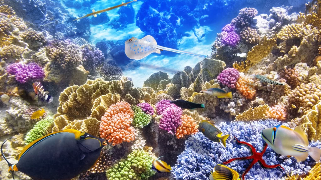 Coral Reef Marine Life Colorful Fish Underwater Scenery