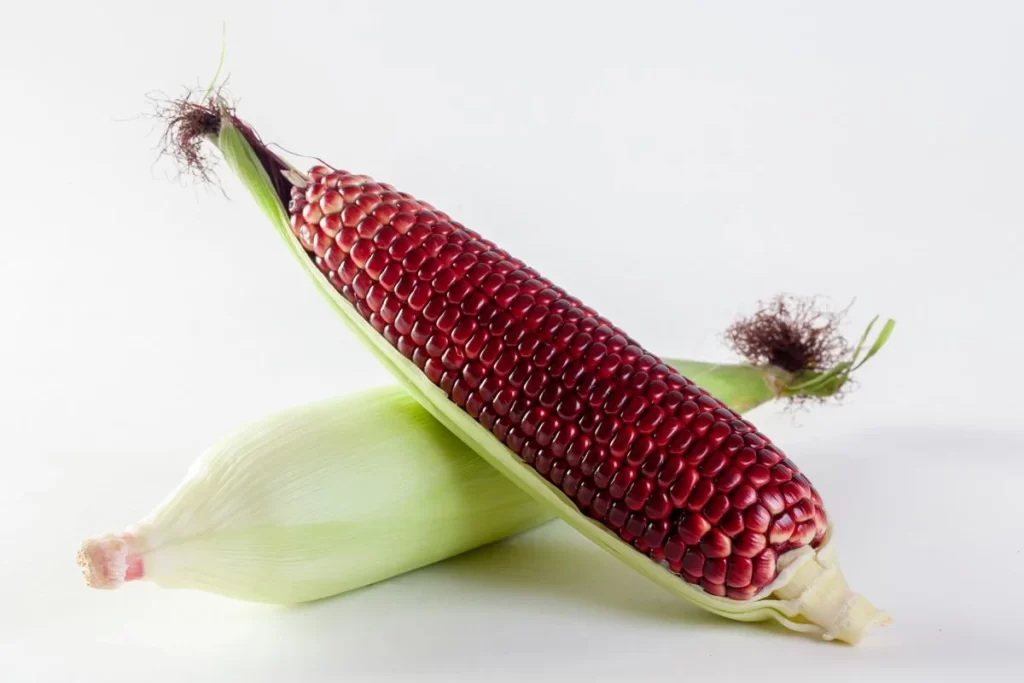 Corn Red Kernel Shiny