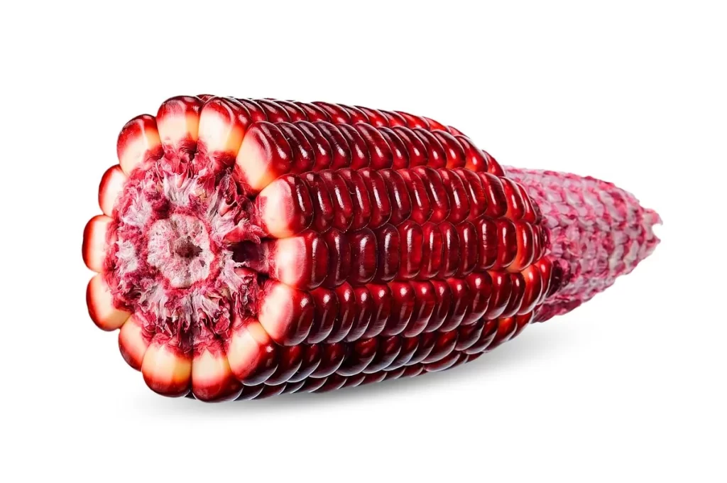 Corn Red Shiny Kernel