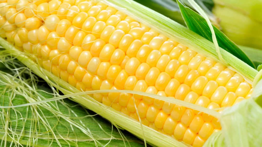corn yellow fresh green husk silk