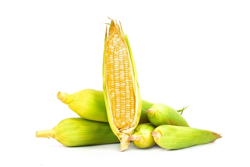 Corn Yellow Kernel Fresh Green Husk