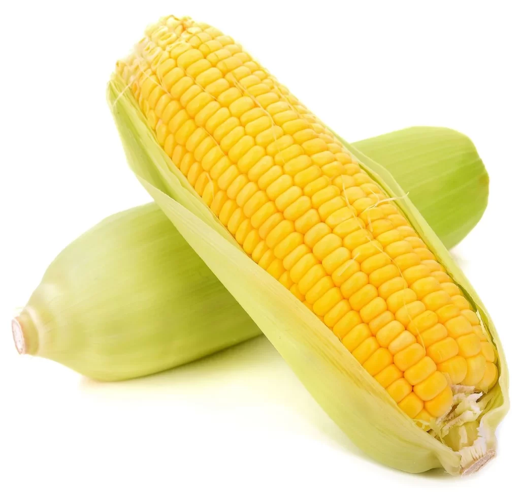 Corn Yellow Kernel Fresh
