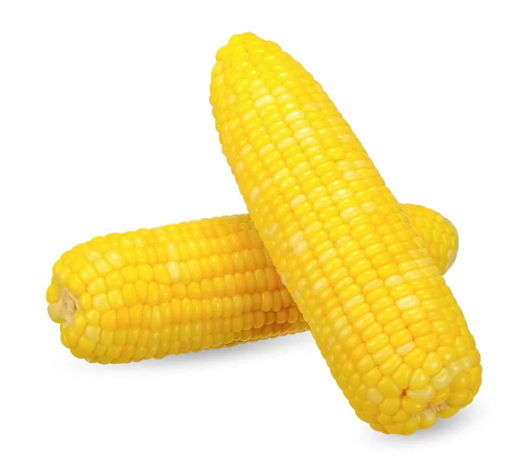 Corn Yellow Kernel Fresh