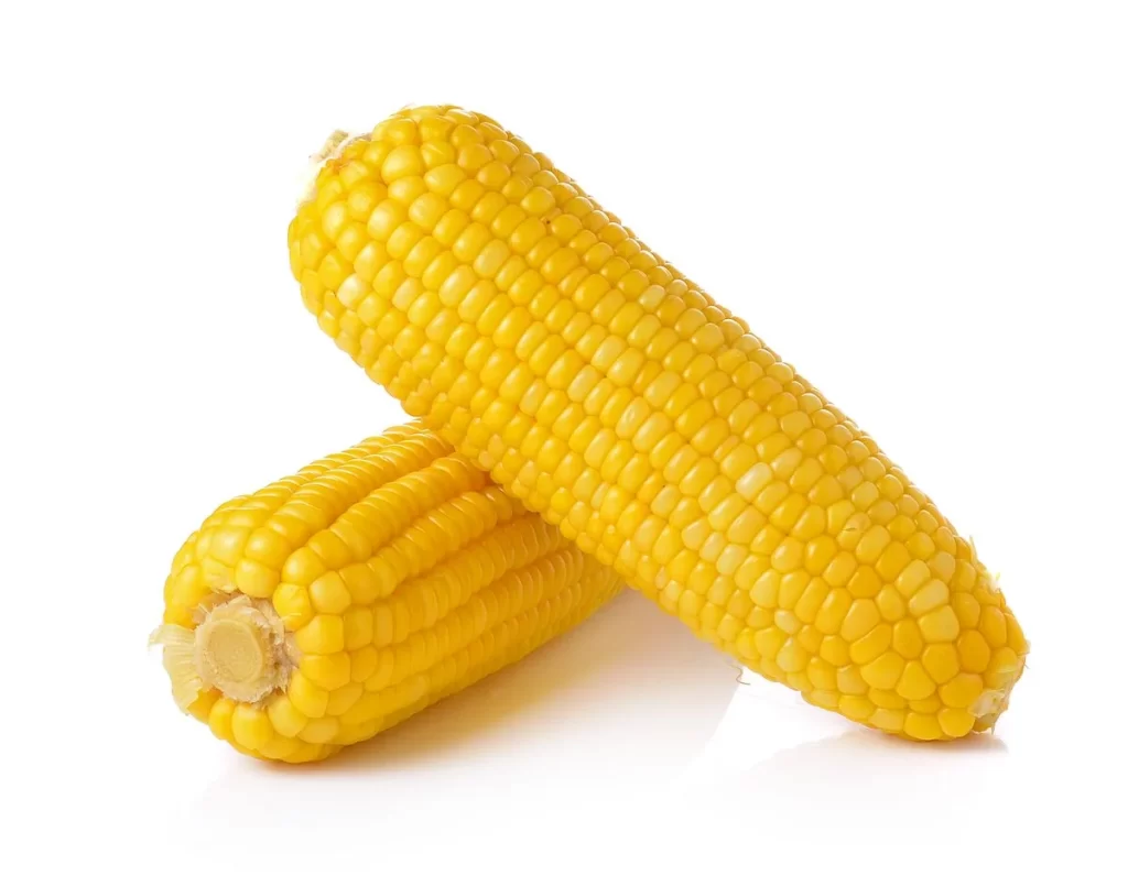 Corn Yellow Kernel Fresh