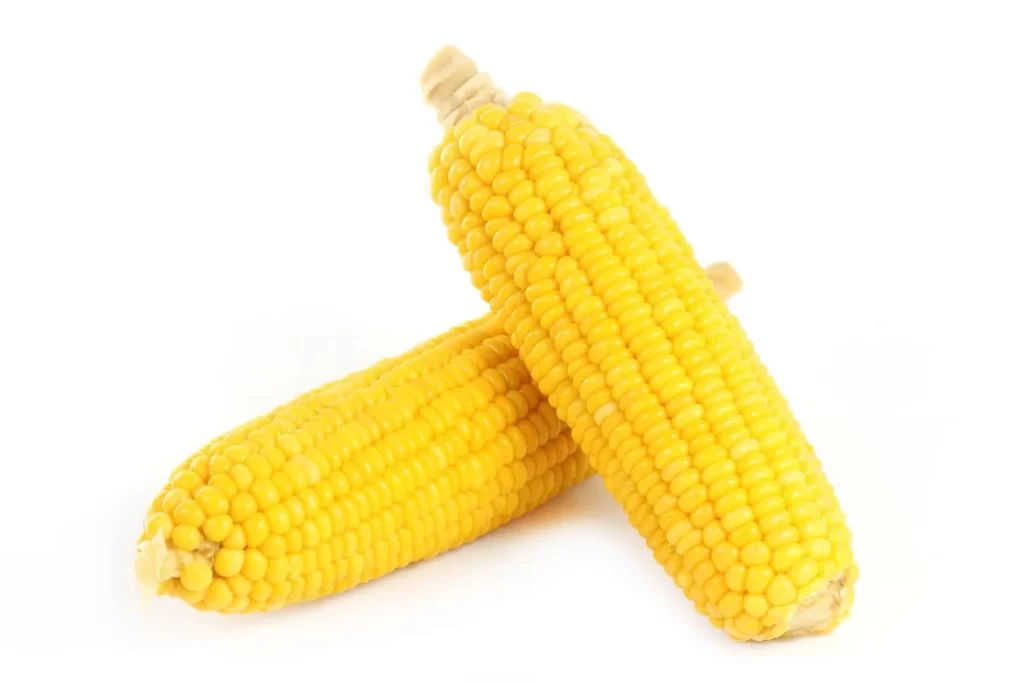 Corn Yellow Kernel Fresh