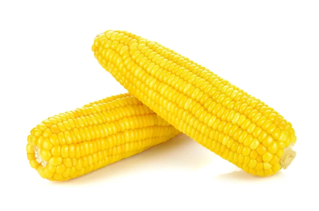Corn Yellow Kernel Fresh