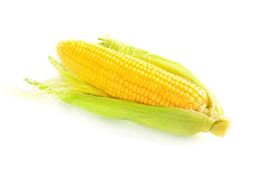 Corn Yellow Kernel Green Husk