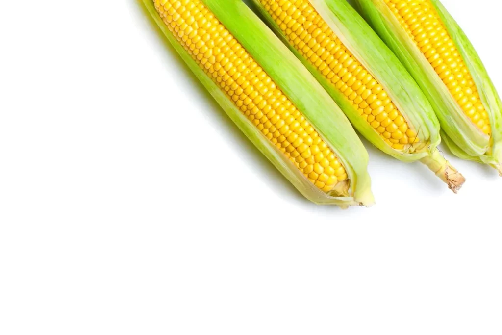 Corn Yellow Kernel Green Husk