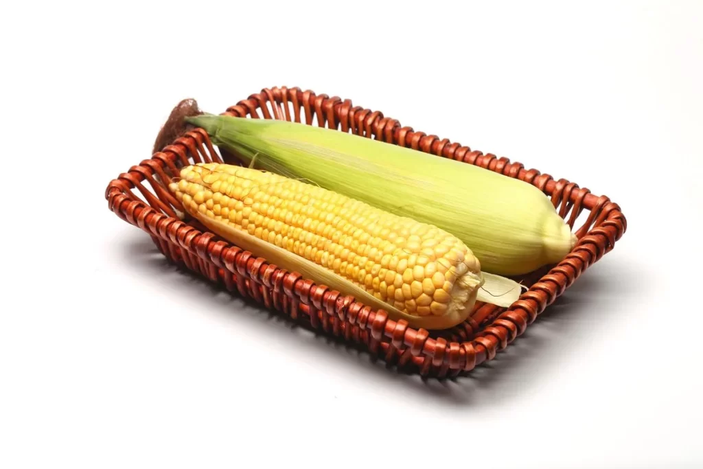 Corn Yellow Kernel Green Husk
