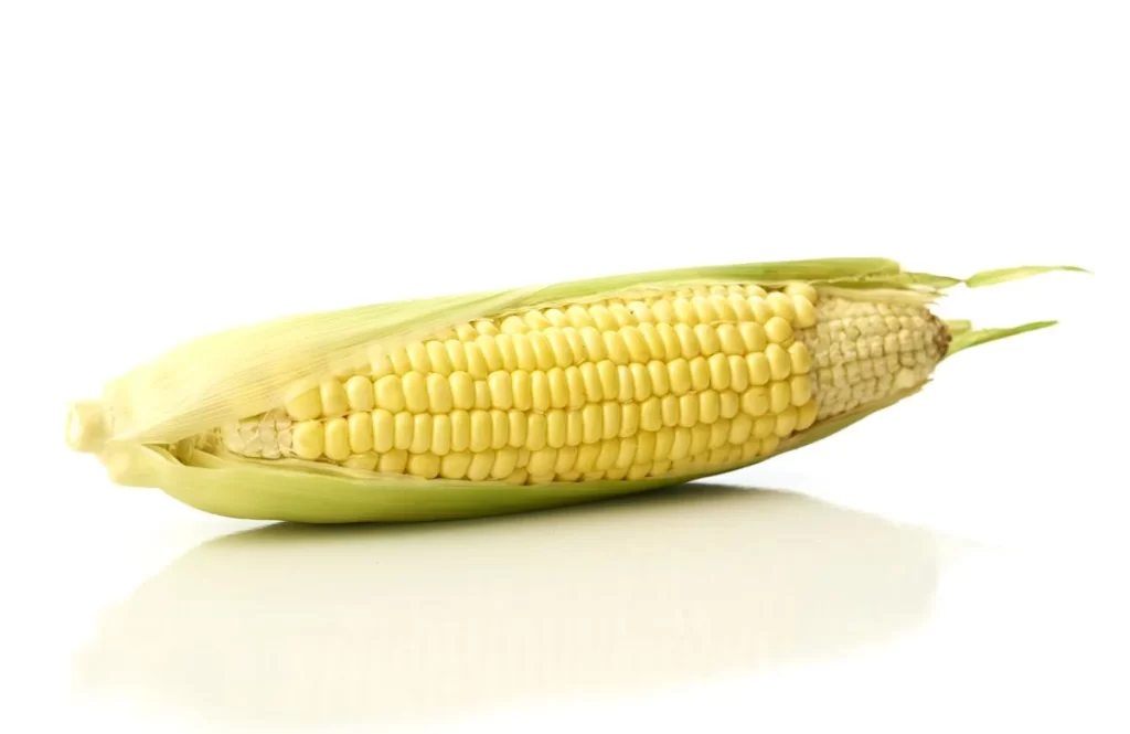 Corn Yellow Kernel Green Husk