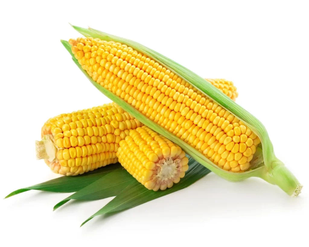 Corn Yellow Kernel Green Husk