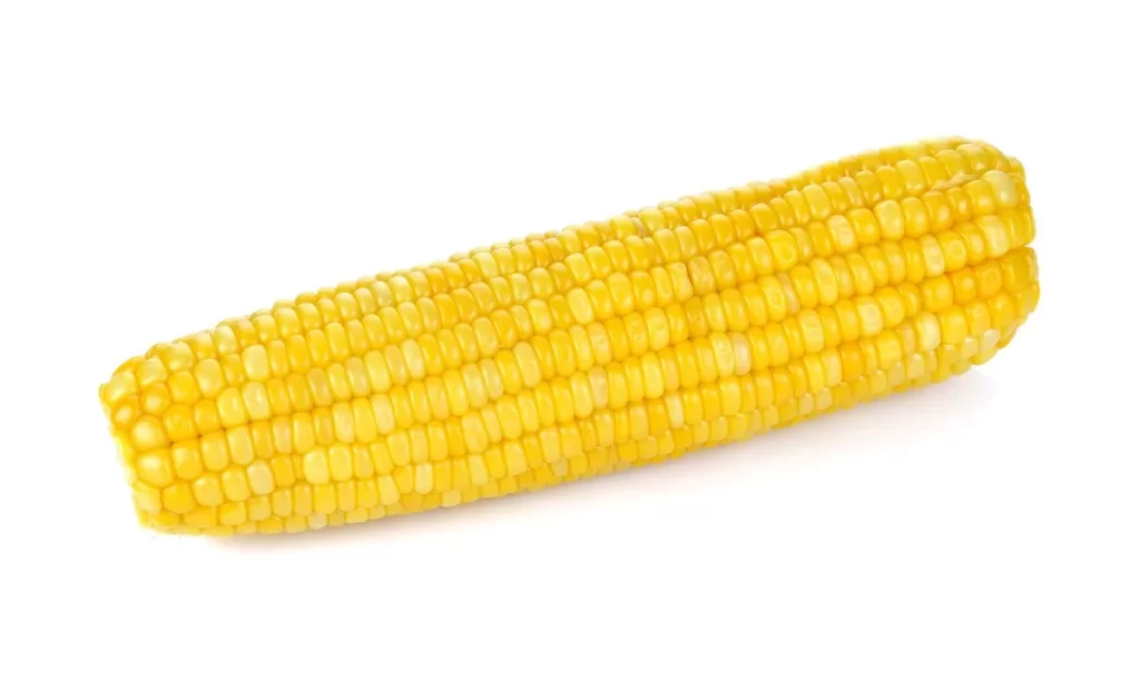 Corn Yellow Kernel Plump