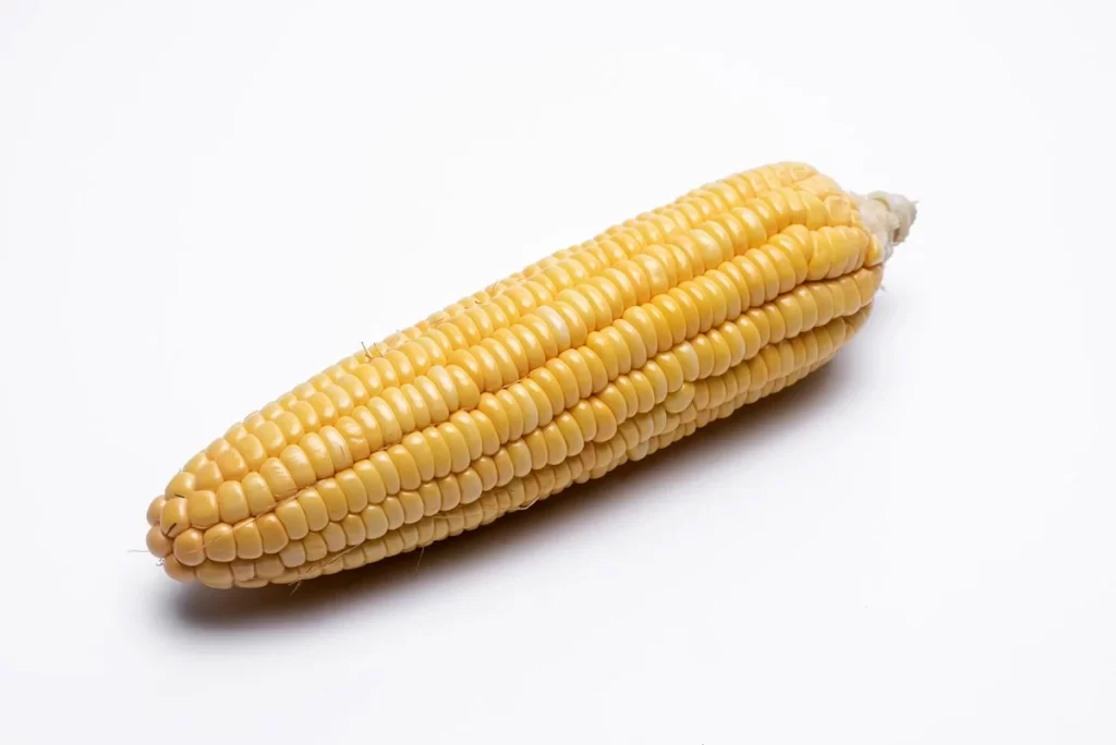 Corn Yellow Kernel Plump