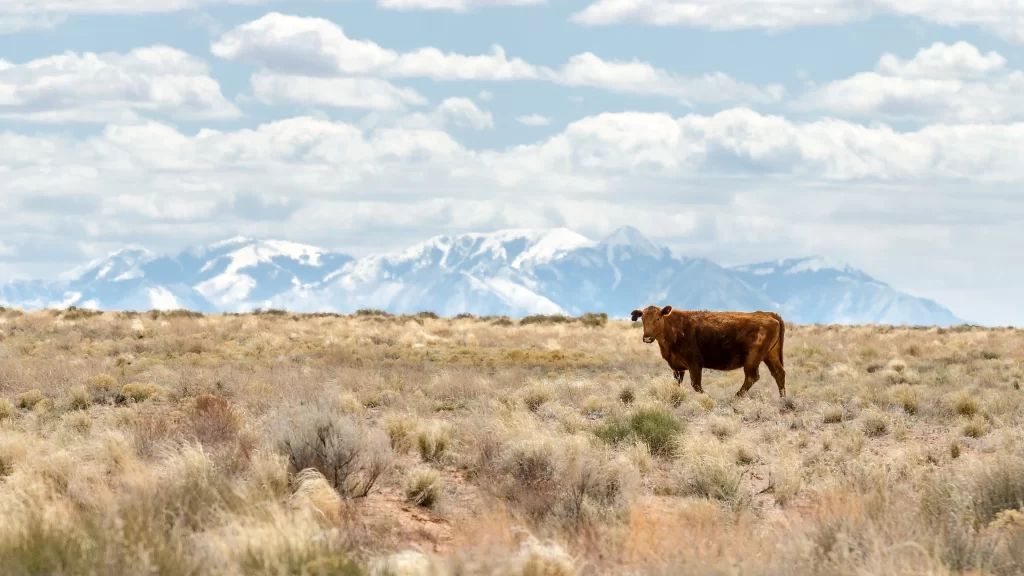 cow grassland mountains sky clouds landscape