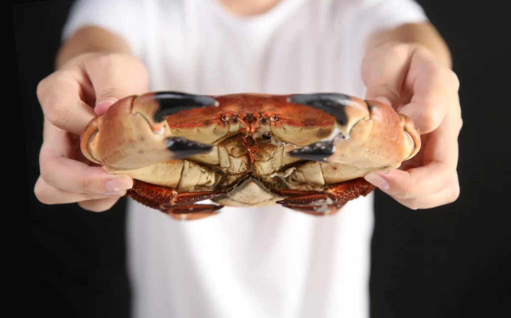 Crab Brown Shell Black Claws