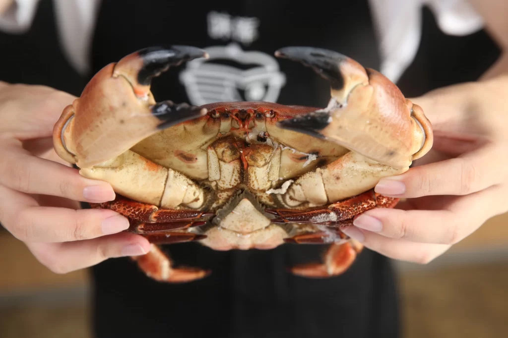Crab Brown Shell Hands