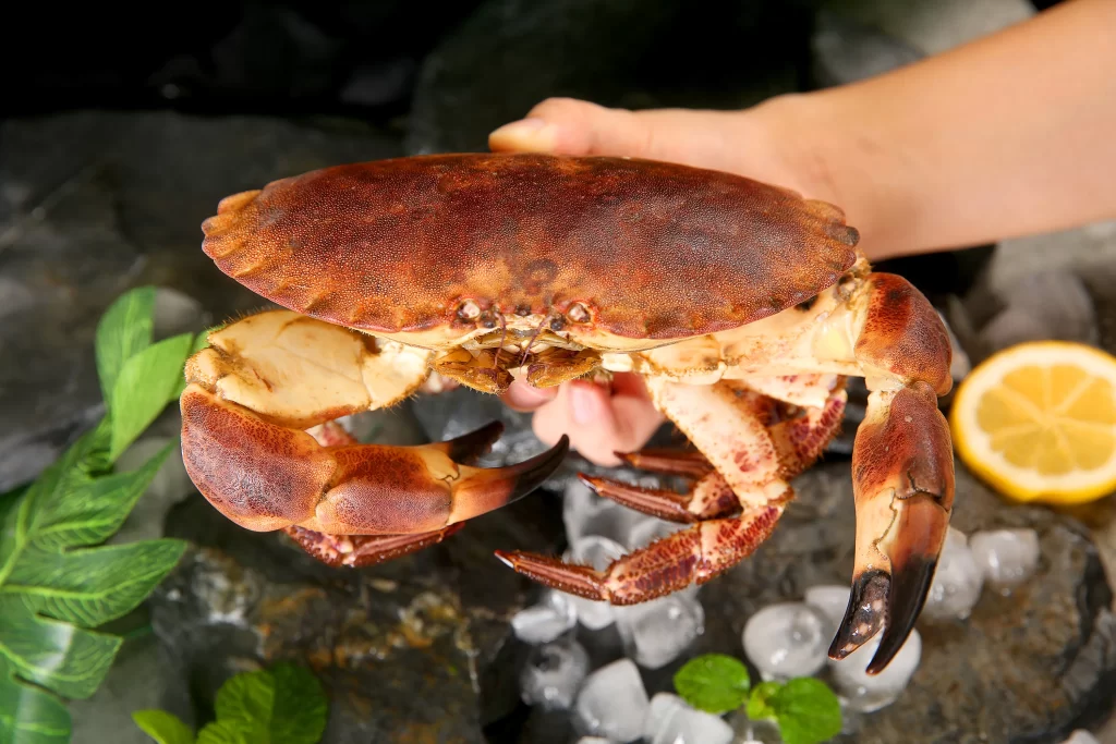 Crab Brown Shell Ice Fresh