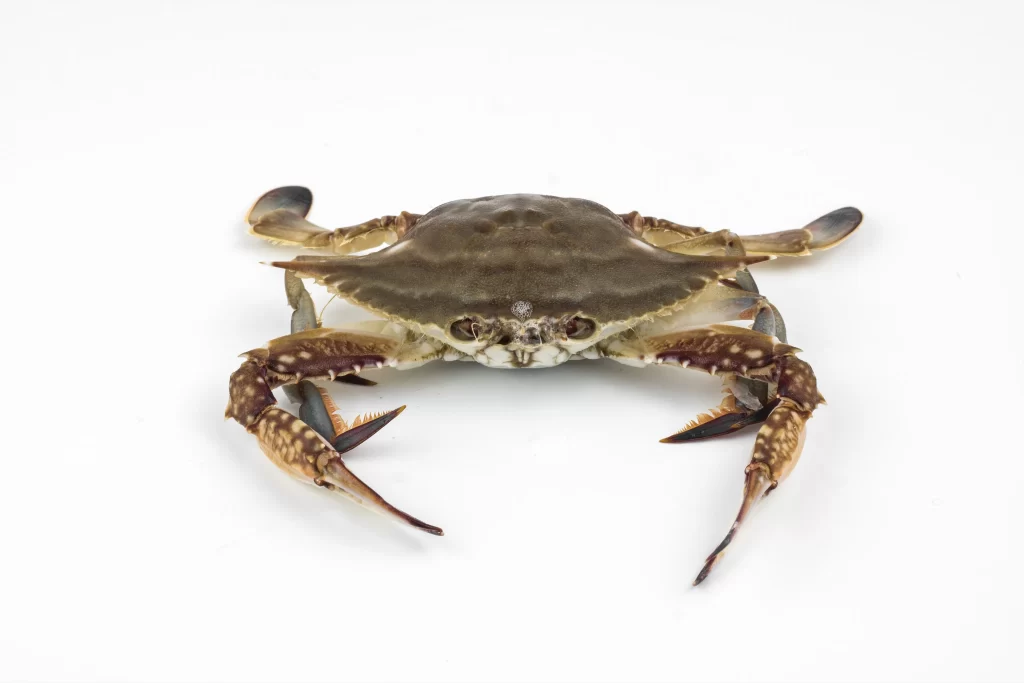 Crab Brown Shell White Background