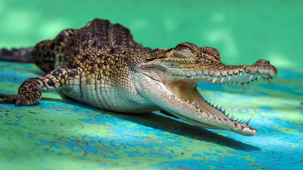 Crocodile Teeth Open Mouth Green Background