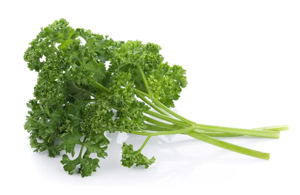 Curly Parsley Green Leafy Herb