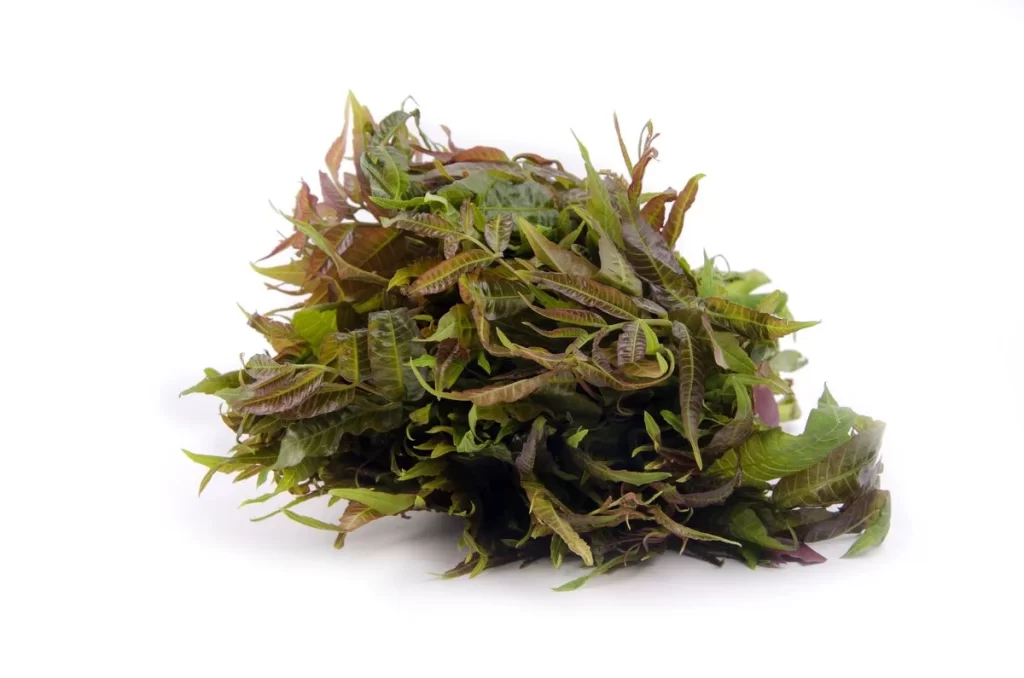 Curry Leaves Green Fresh Aromatic