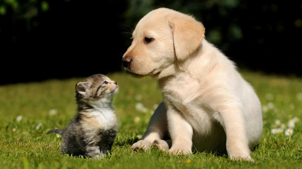 Cute Animals Kitten Puppy Grass Field