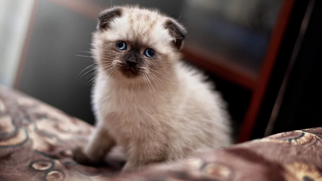 Cute Kitten Blue Eyes Soft Fur Patterned Blanket