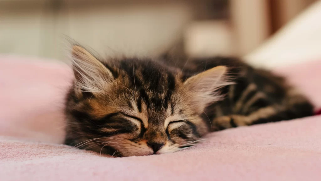 Cute Kitten Sleeping Soft Pink Blanket