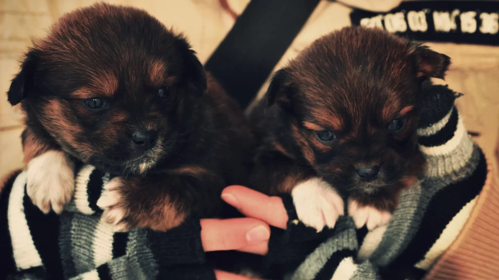 Cute Puppies Brown Fur White Paws Hands