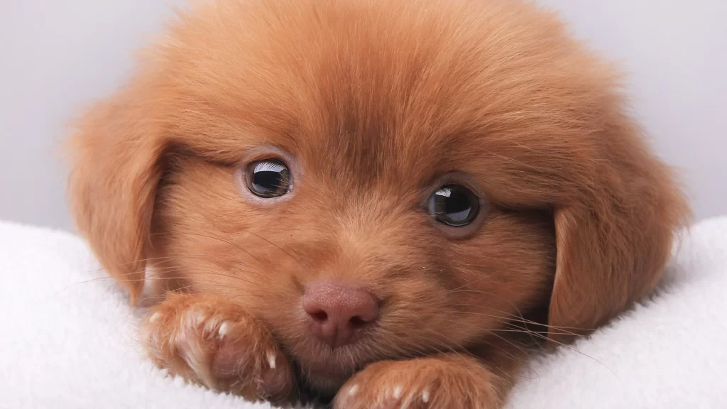 Cute Puppy Brown Eyes Soft Fur White Blanket