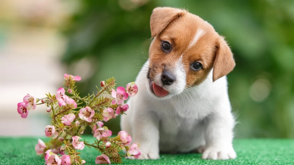 Cute Puppy Pink Flowers Green Grass Nature