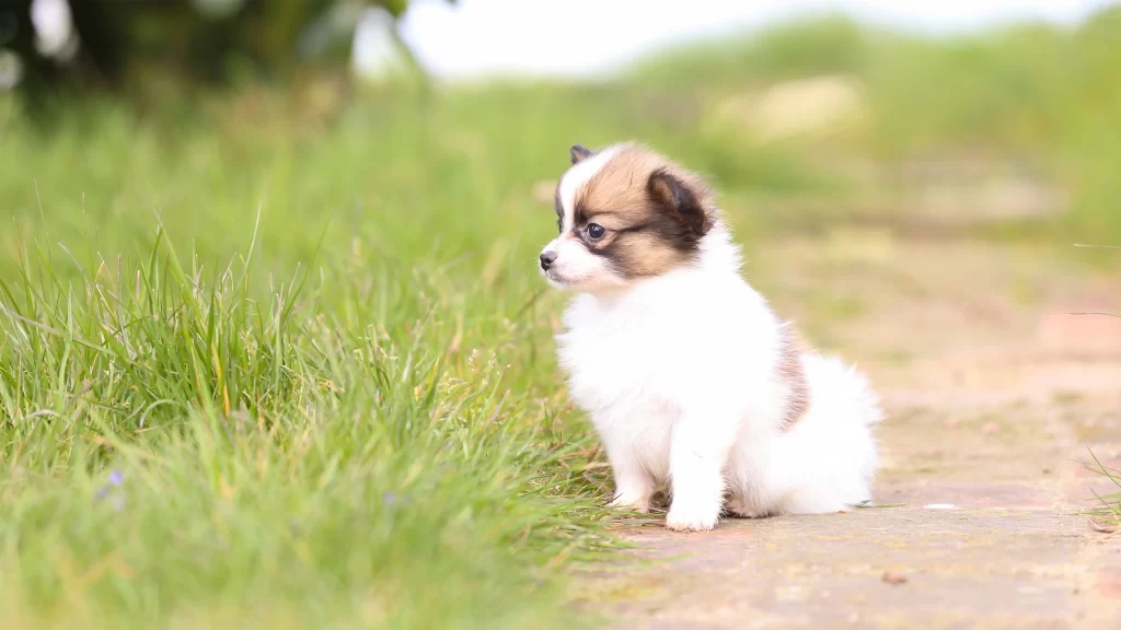 Cute Puppy White Fur Green Grass Pathway Nature