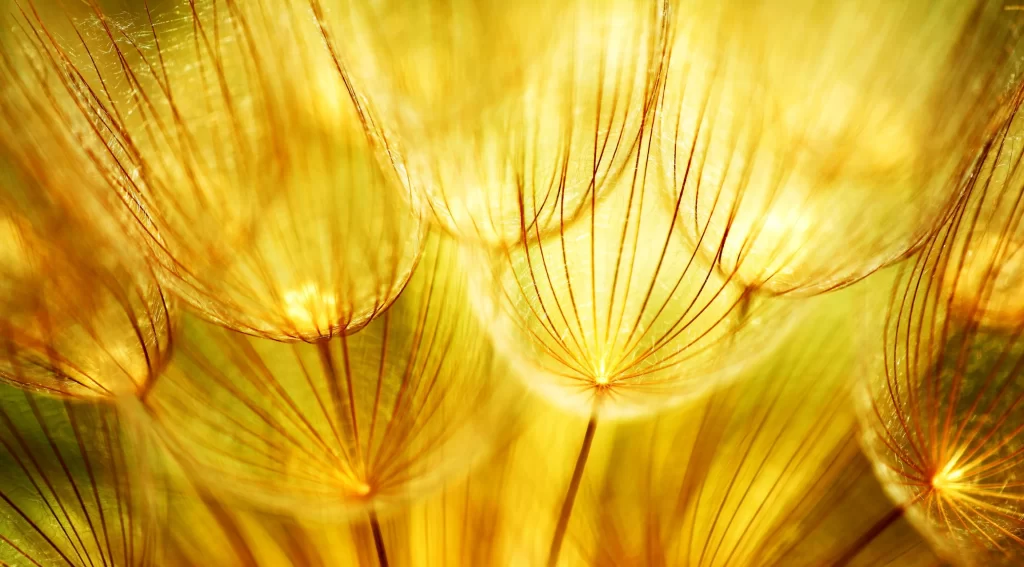 dandelion seeds sunlight nature closeup delicate airy golden tranquil