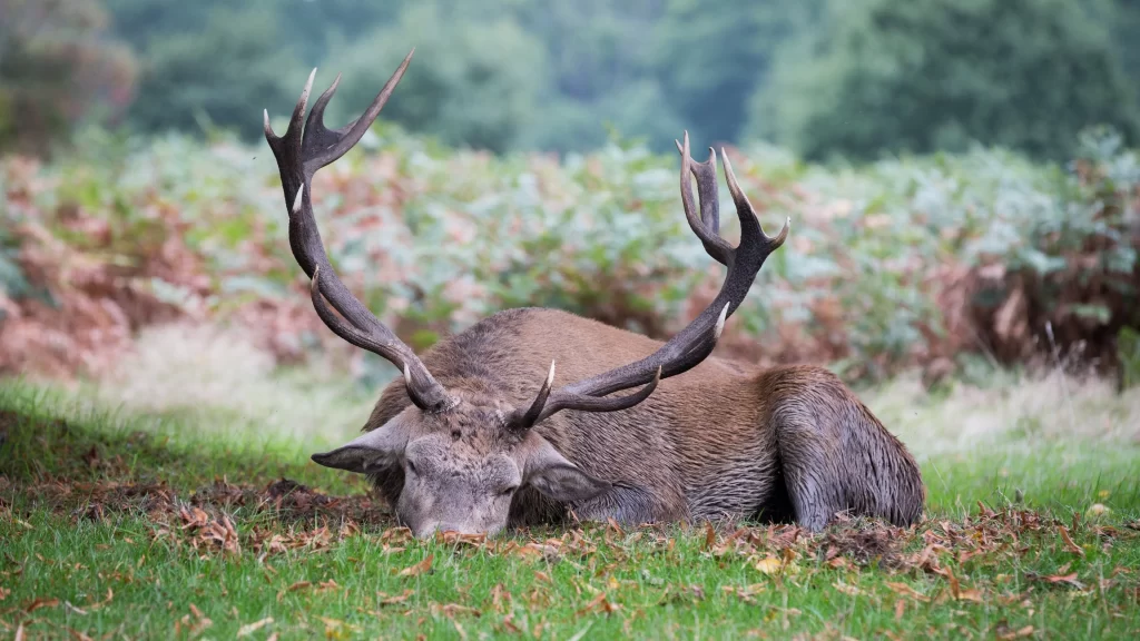 Deer Antlers Nature Grass Forest Rest