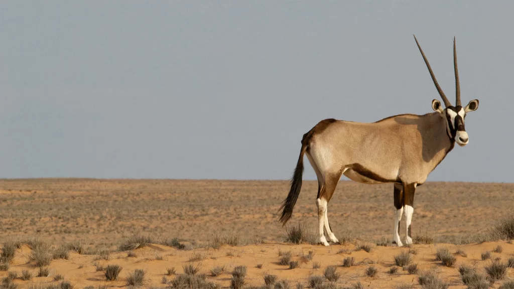 Desert Antelope Horns Sand Plains Scenery