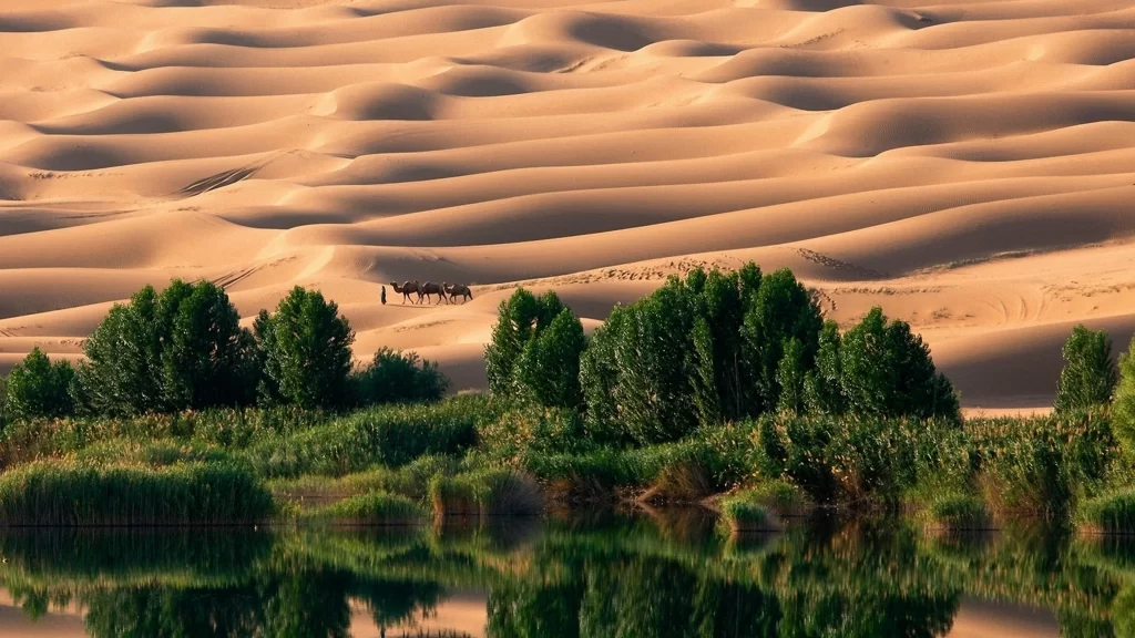 desert sand dunes oasis water vegetation
