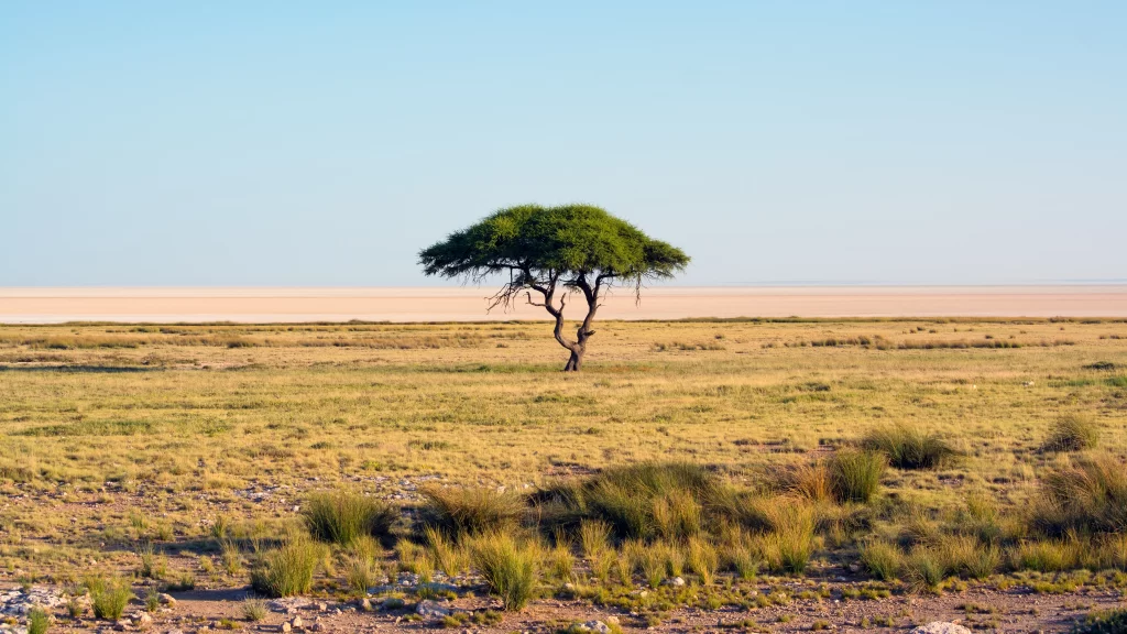 desert tree grassland sky