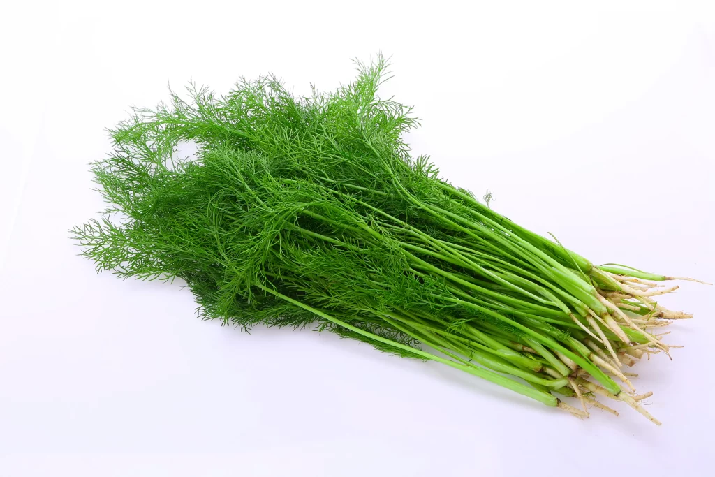Dill Green Leafy Herb Fresh